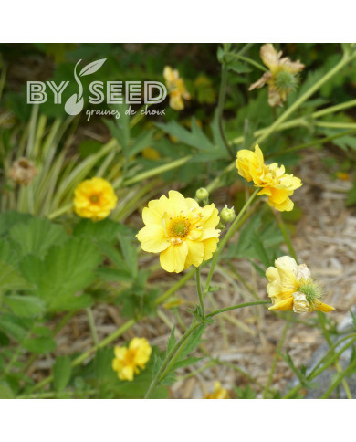 Benoîte (Geum) Lady Stratheden