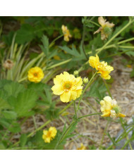 Benoîte (Geum) Mrs Bradshaw