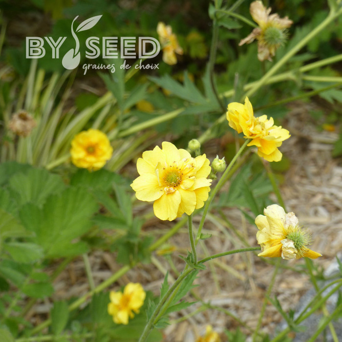 Benoîte (Geum) Lady Stratheden