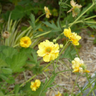 Benoîte (Geum) Lady Stratheden