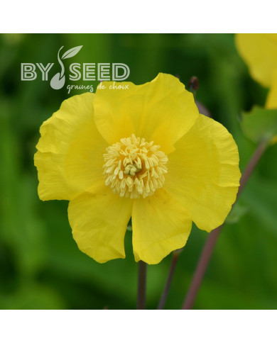 Dicranostigma franchetianum