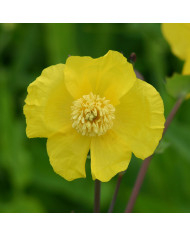 Digitale lutea
