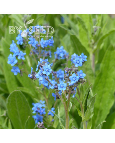 Cynoglosse Firmament (Myosotis chinois)