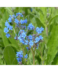 Melon de poche Queen Anne's Pocket