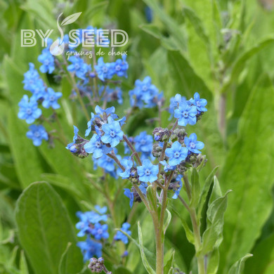 Cynoglosse Firmament (Myosotis chinois)