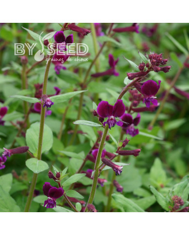Cuphea lanceolata Purple Passion
