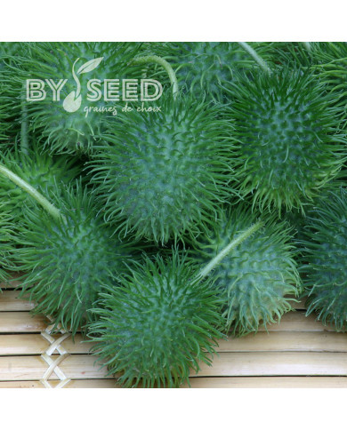 Concombre des Antilles - Cucumis anguria