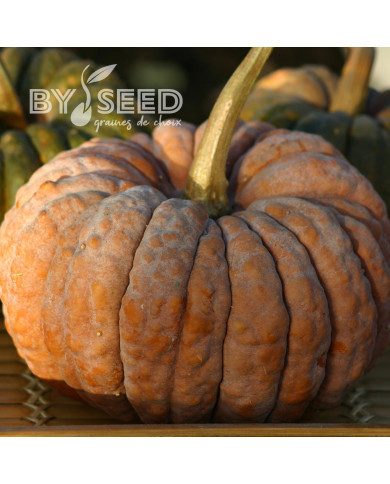 Courge d'ornement Futtsu Black Early