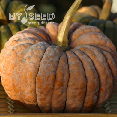 Courge d'ornement Futtsu Black Early