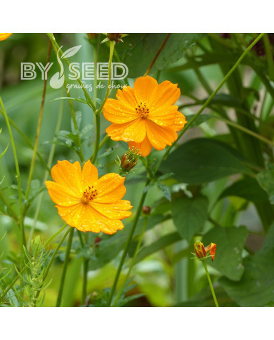 Cosmos sulphureus Crest Orange