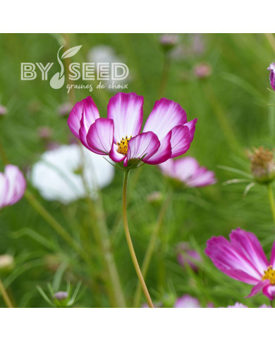 Cosmos Sensation Picotee