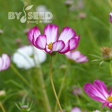 Cosmos Sensation Picotee