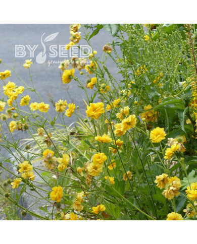 Benoîte (Geum) Lady Stratheden