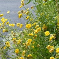 Benoîte (Geum) Lady Stratheden