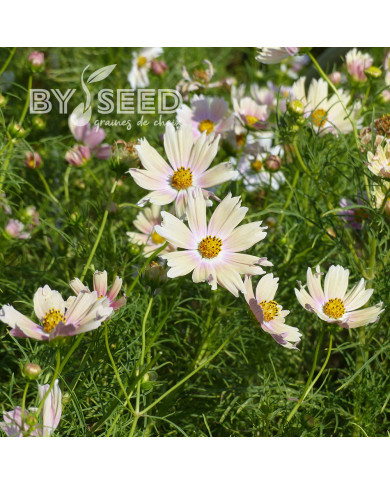 Cosmos Apricot Lemonade