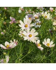 Coréopsis annuel Roulette