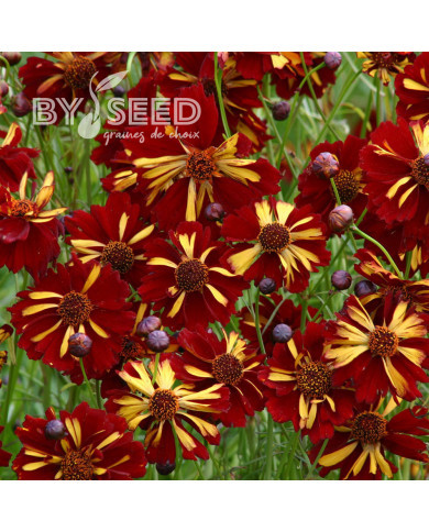 Coréopsis annuel Roulette