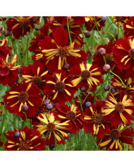 Coréopsis annuel Incredible! Swirl