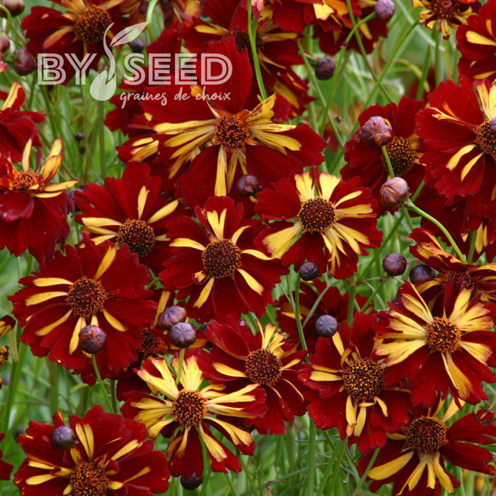 Coréopsis annuel Roulette