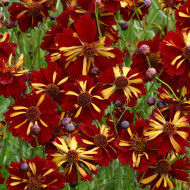 Coréopsis annuel Roulette