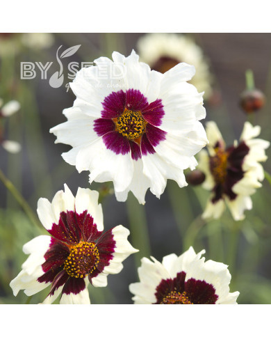 Coréopsis annuel Incredible! Swirl