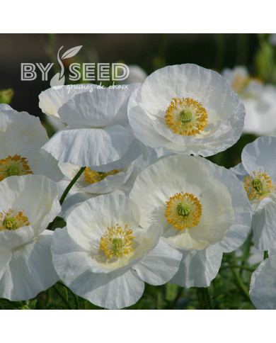 Coquelicot Bridal Silk