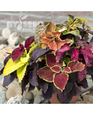 Coléus Pinto Mix