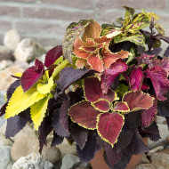 Coléus Pinto Mix