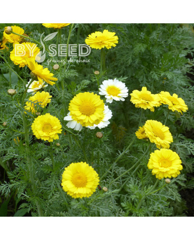 Chrysanthème des jardins Double Mix