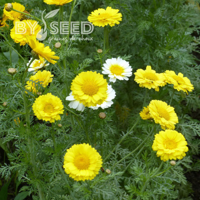 Chrysanthème des jardins Double Mix