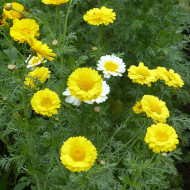 Chrysanthème des jardins Double Mix
