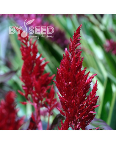 Célosie en épis Forest Fire