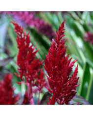 Chrysanthème des jardins Double Mix