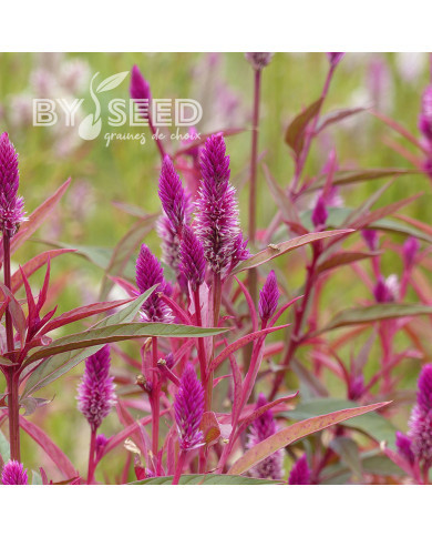 Célosie en épis Flamingo Purple