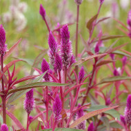 Célosie en épis Flamingo Purple