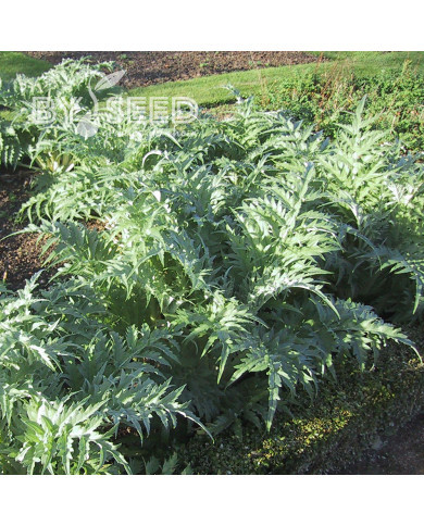 Cardon Vert de Vaulx en Velin