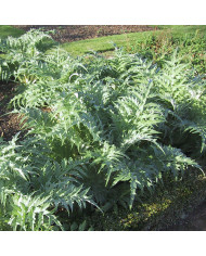 Célosie en épis Flamingo Purple