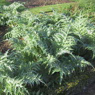 Cardon Vert de Vaulx en Velin