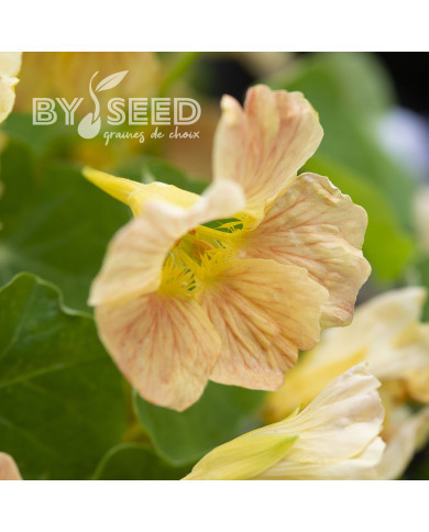 Capucine naine Tip Top Pink Blush