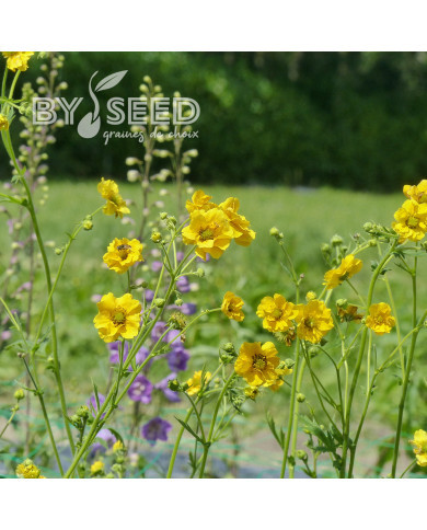 Benoîte (Geum) Lady Stratheden