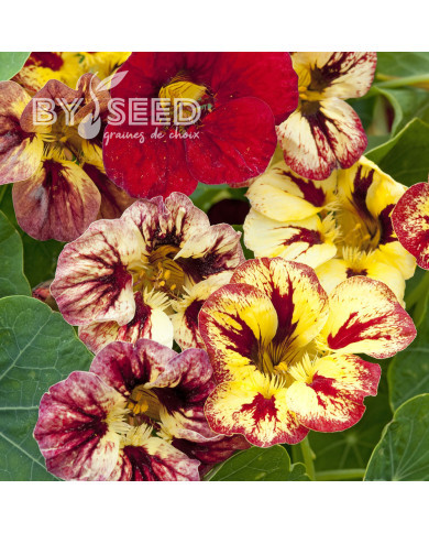 Capucine naine Bloody Mary