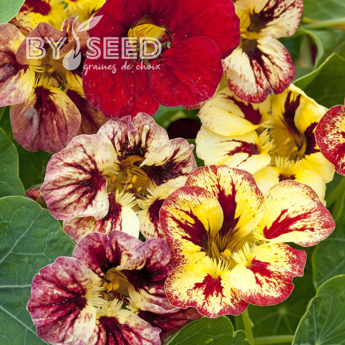 Capucine naine Bloody Mary