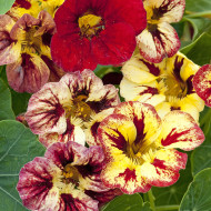 Capucine naine Bloody Mary