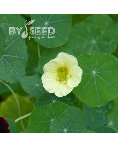 Capucine grimpante Milkmaid
