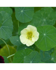 Capucine naine Bloody Mary
