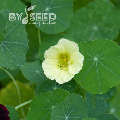 Capucine grimpante Milkmaid