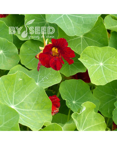 Capucine grimpante Crimson Emperor