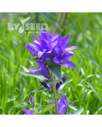 Campanule glomerata Superba