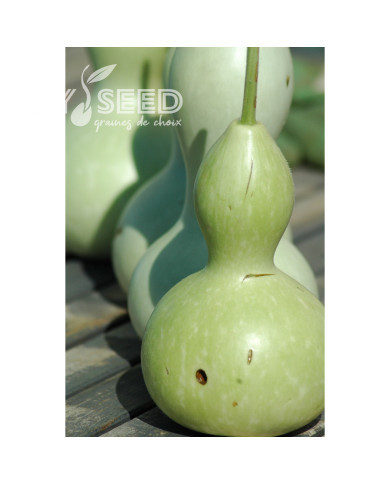 Calebasse (Gourde-bouteille) Pèlerine