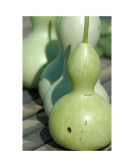 Alysse odorant Giga White